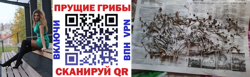 Псилоцибиновые грибы Cubensis  как найти закладки  Шумиха 